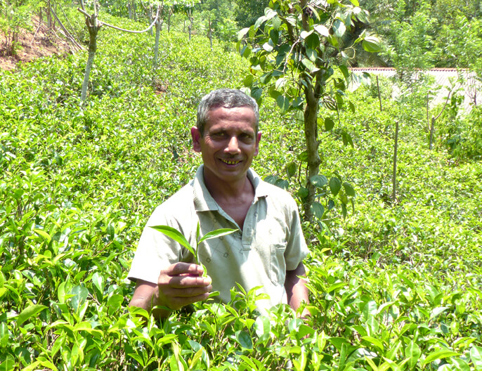 Jardin thÃ© noir tchai Carte coopÃ©rative Sofa au Sri Lanka -  ThÃ© noir tchai